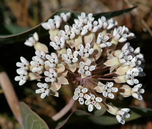 Sandhill Milkweed
