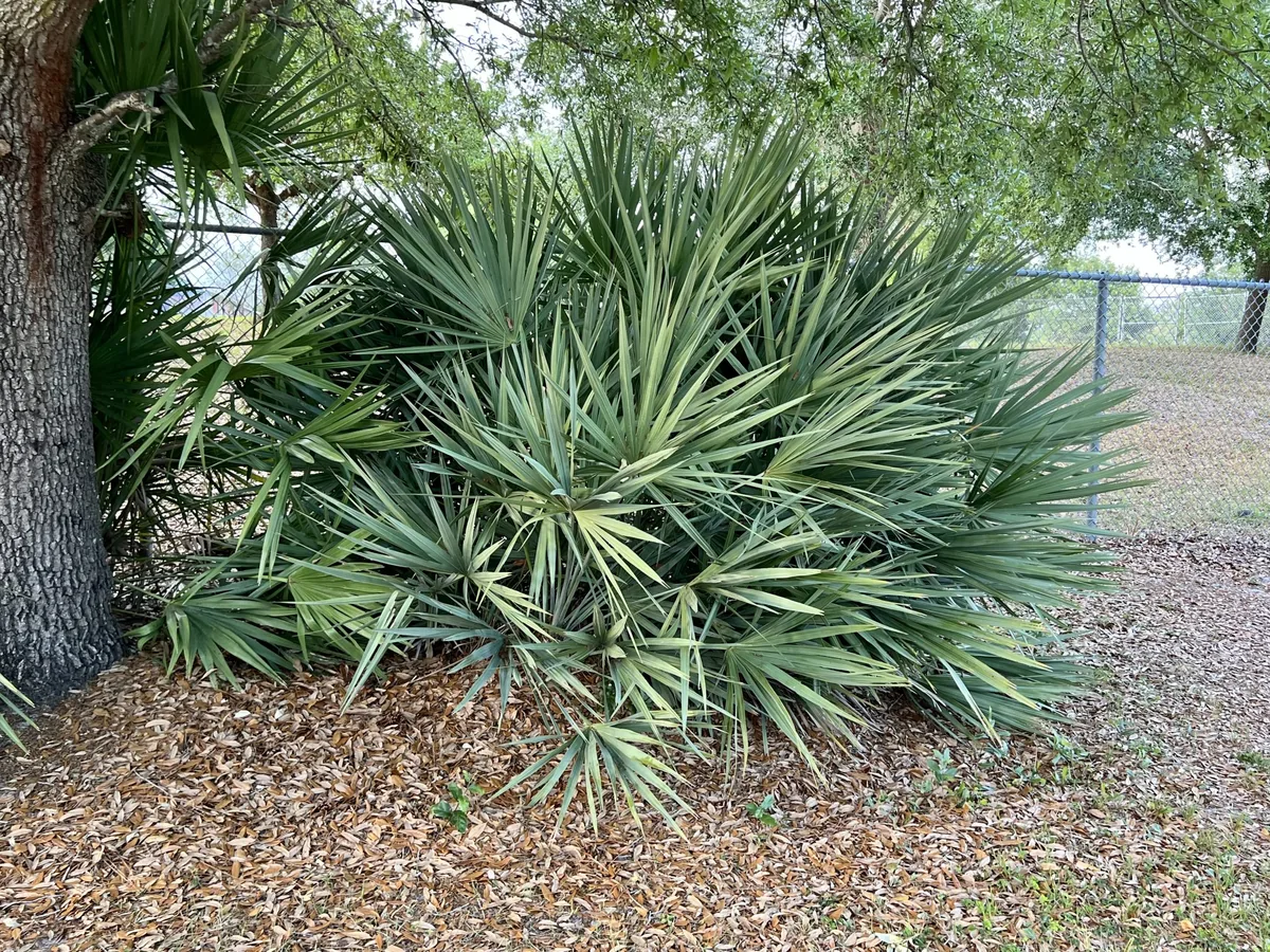 Saw Palmetto