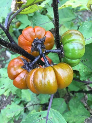 Scarlet Eggplant