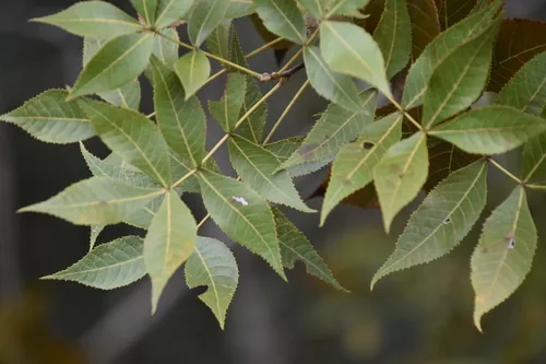 Scrub Hickory