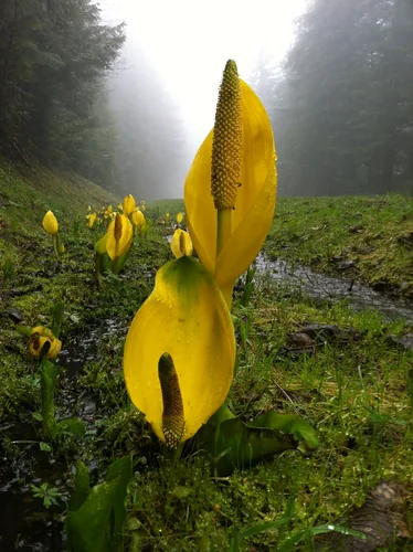 Sea Plantain