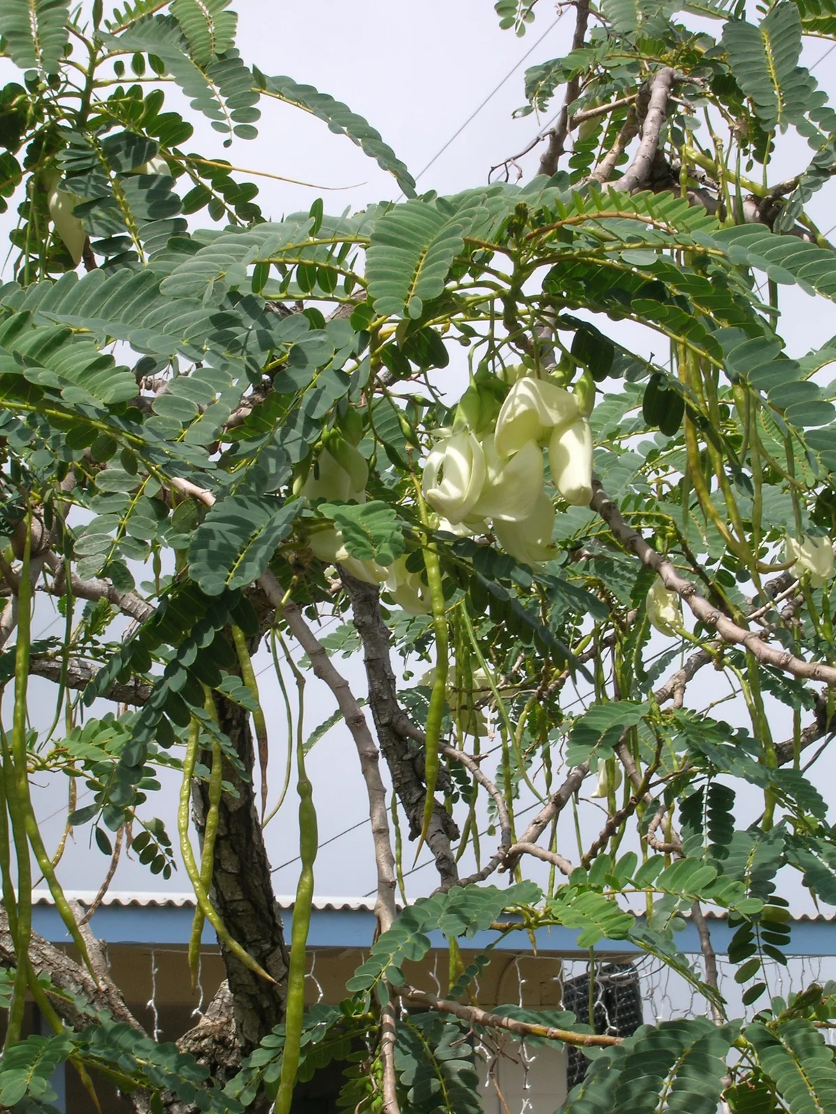 Sesbania grandiflora
