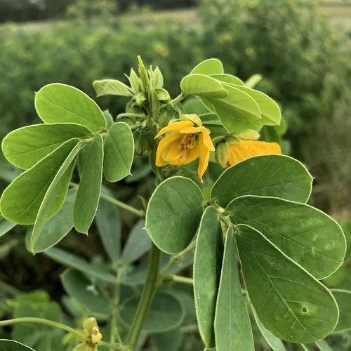 Sicklepod