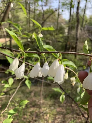 Silverbell Tree