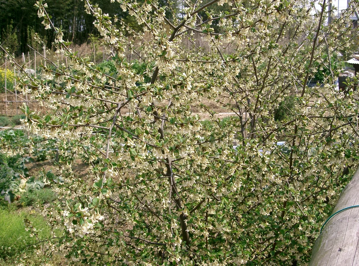Silverberry