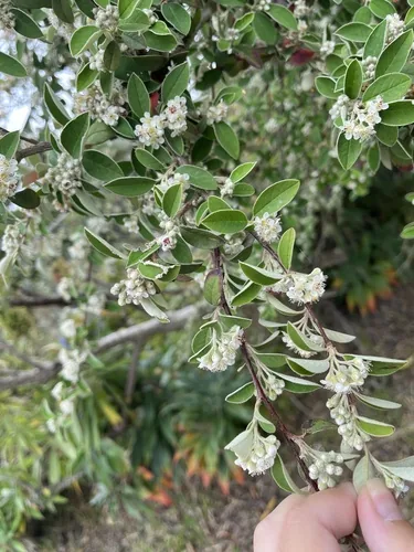 Silverleaf Cotoneaster