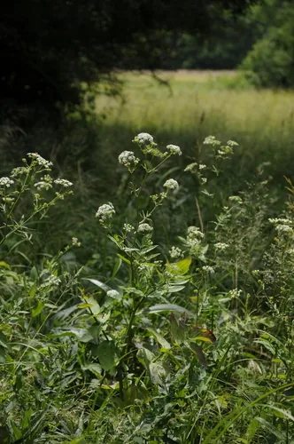Skirret