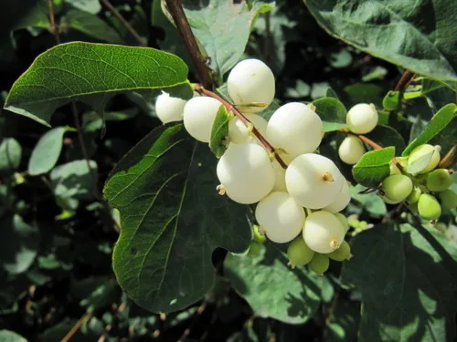 Snowberry