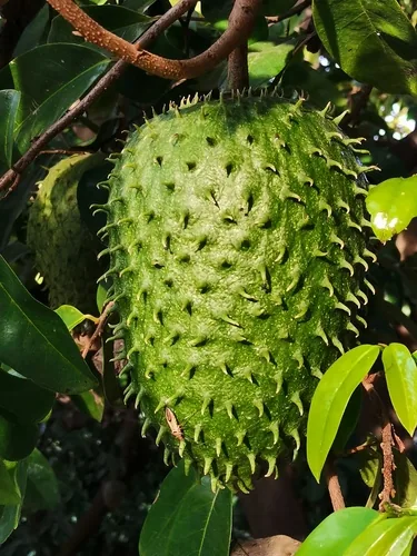 Soursop Leaf