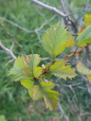 Southern Hawthorn