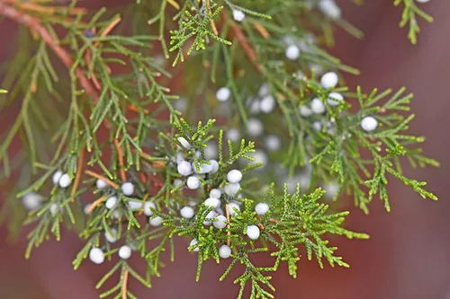 Southern Red Cedar