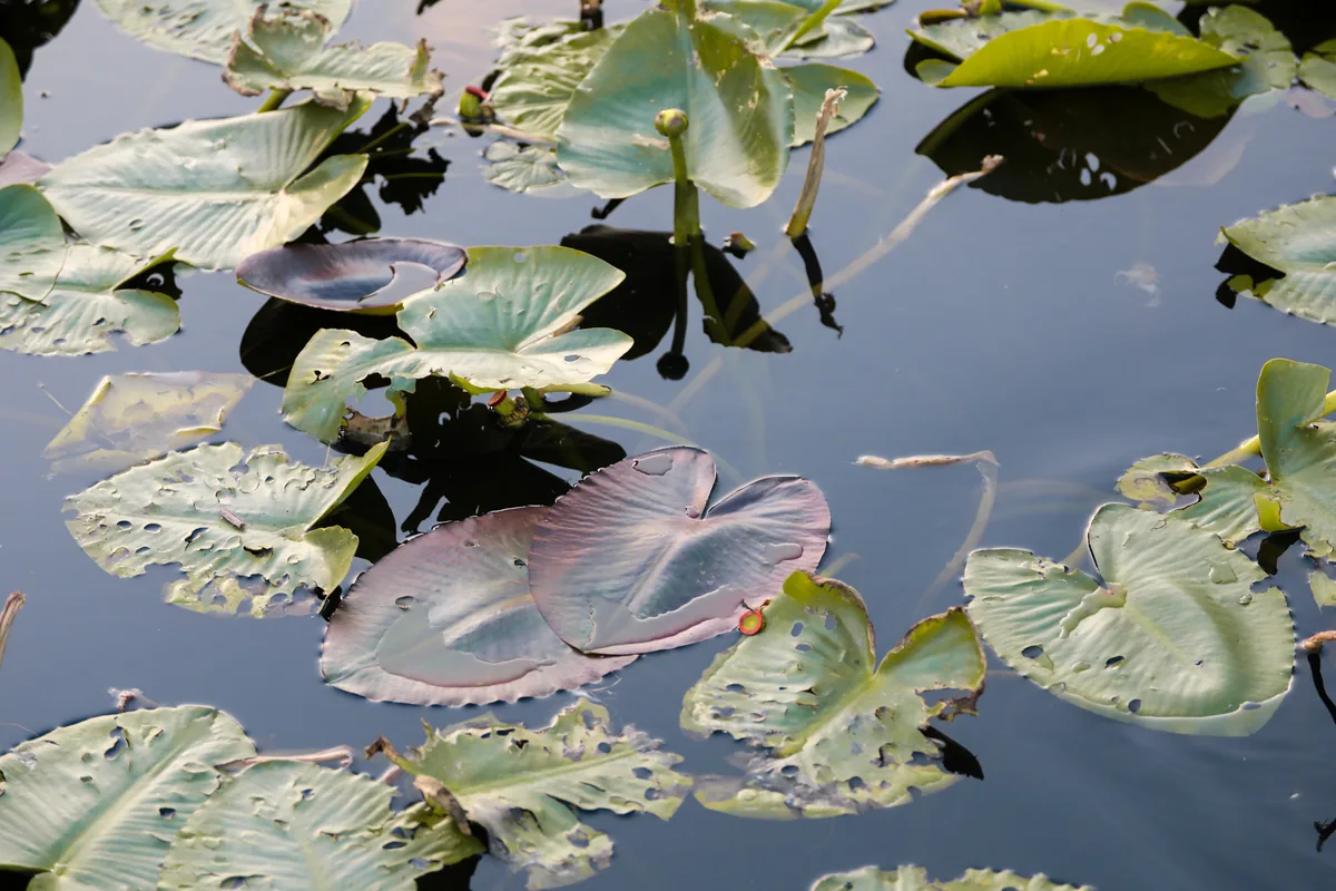 Spatterdock
