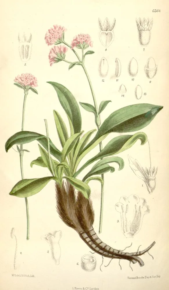 Spikenard