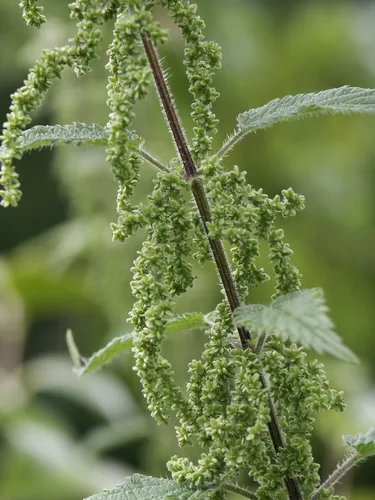 Stinging Nettle