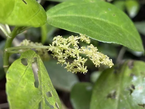 Stinging Tree