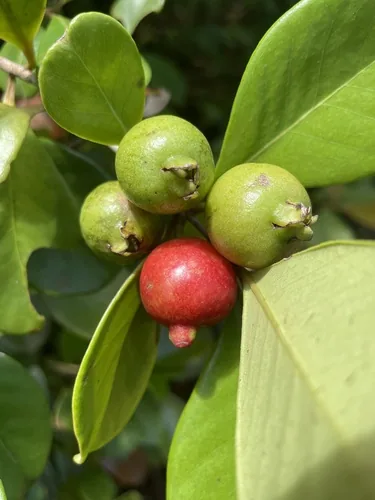 Strawberry Guava