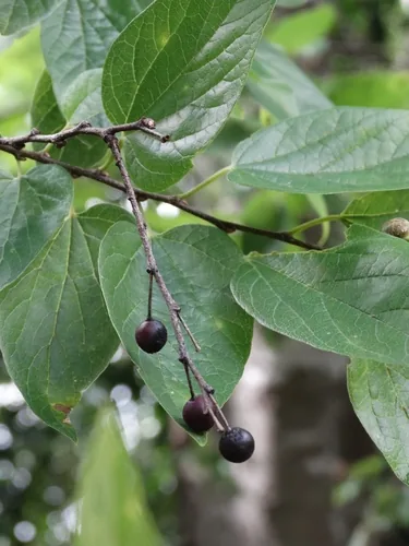 Sugar Hackberry
