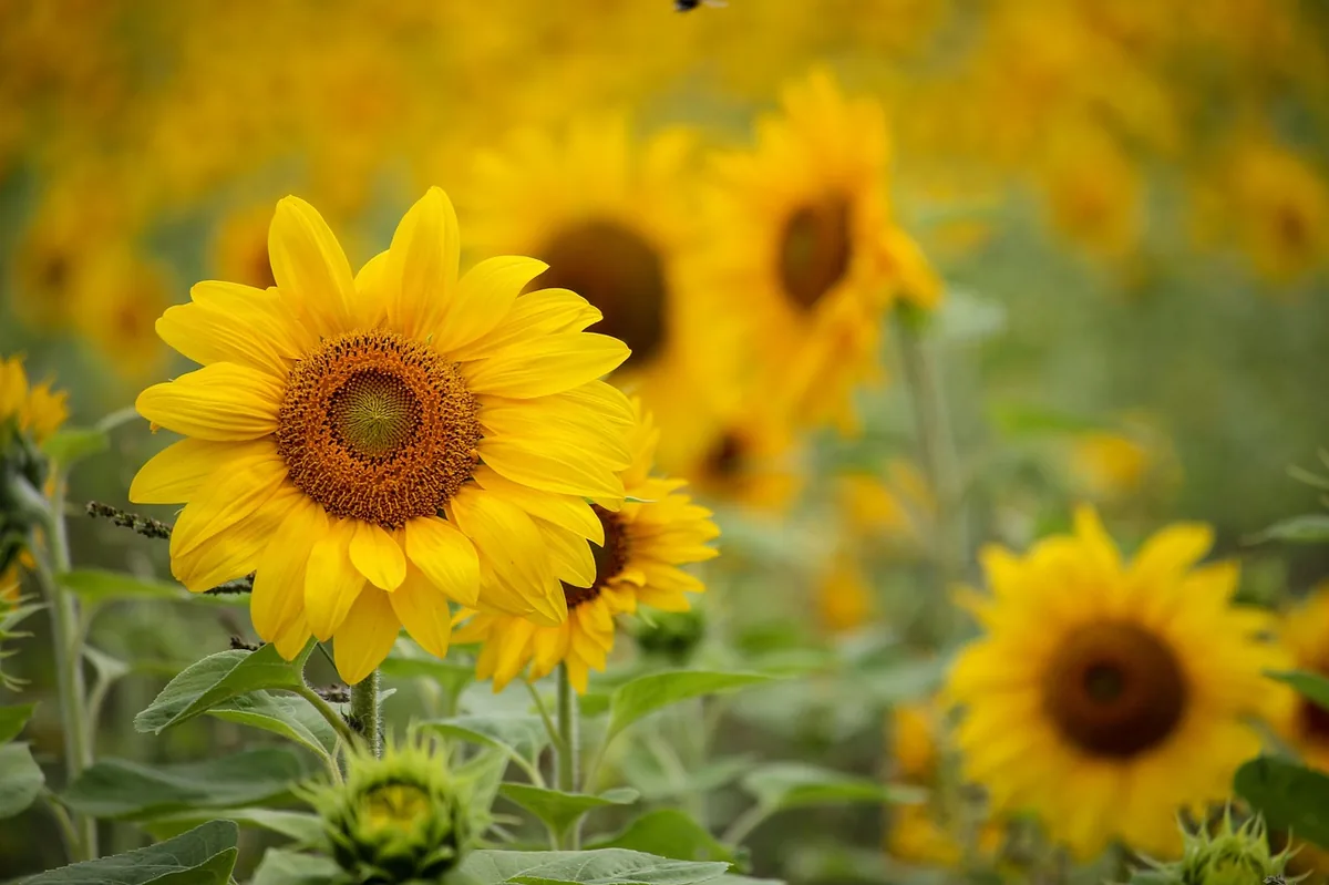 Sunflower