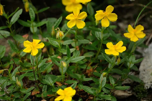 Sunrose