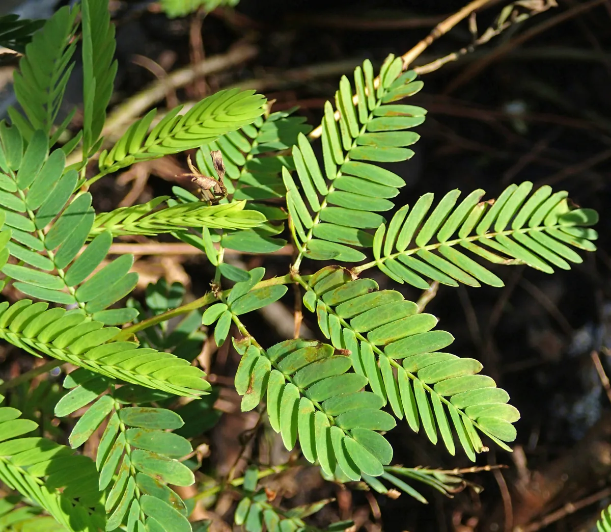 Sunshine Mimosa