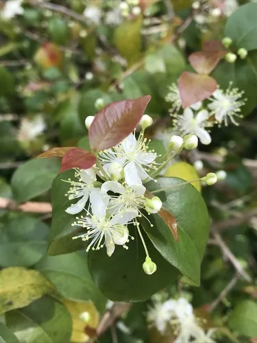 Surinam Cherry
