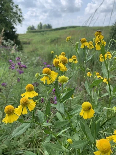 Swamp Sunflower