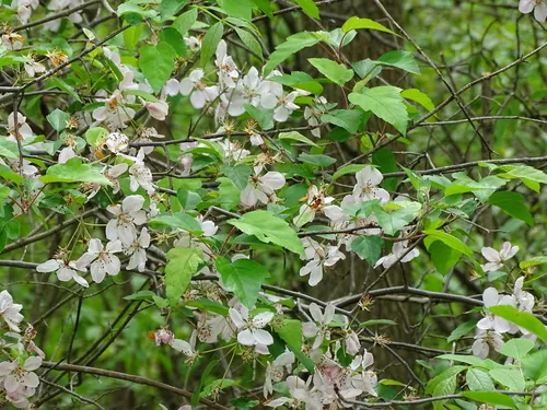 Sweet Crabapple