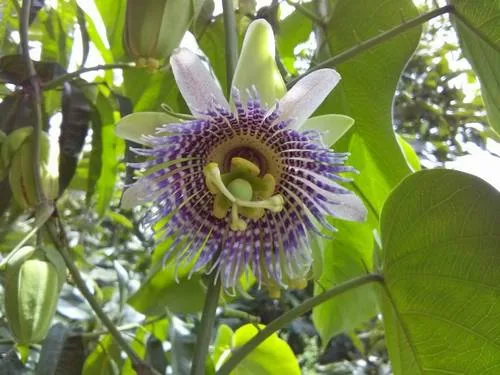 Sweet Granadilla