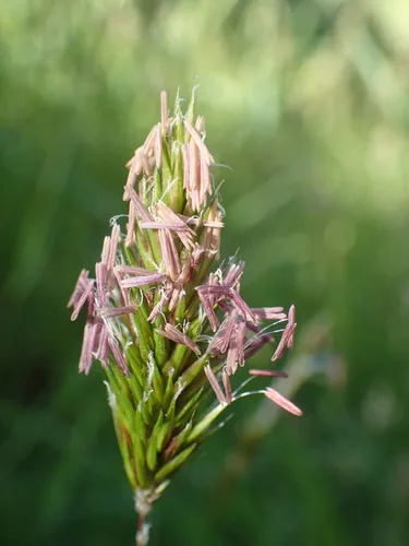 Sweetgrass