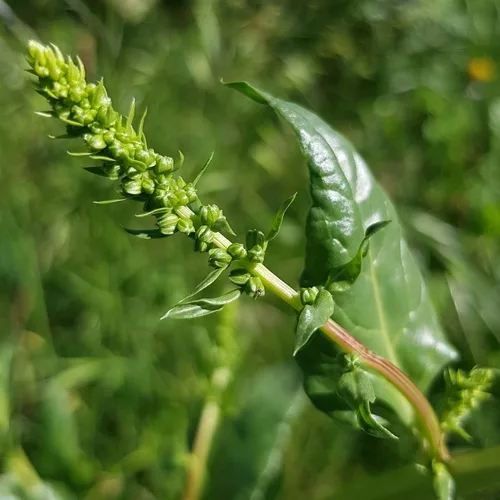 Swiss Chard