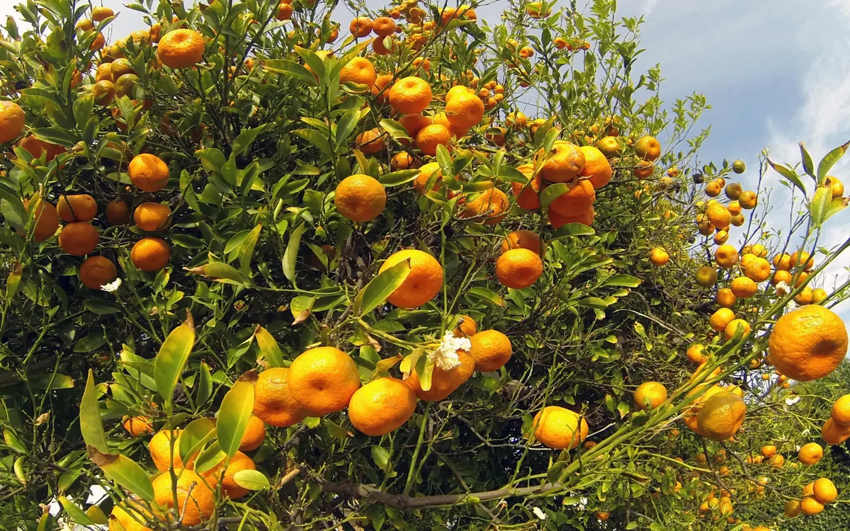Tangerine