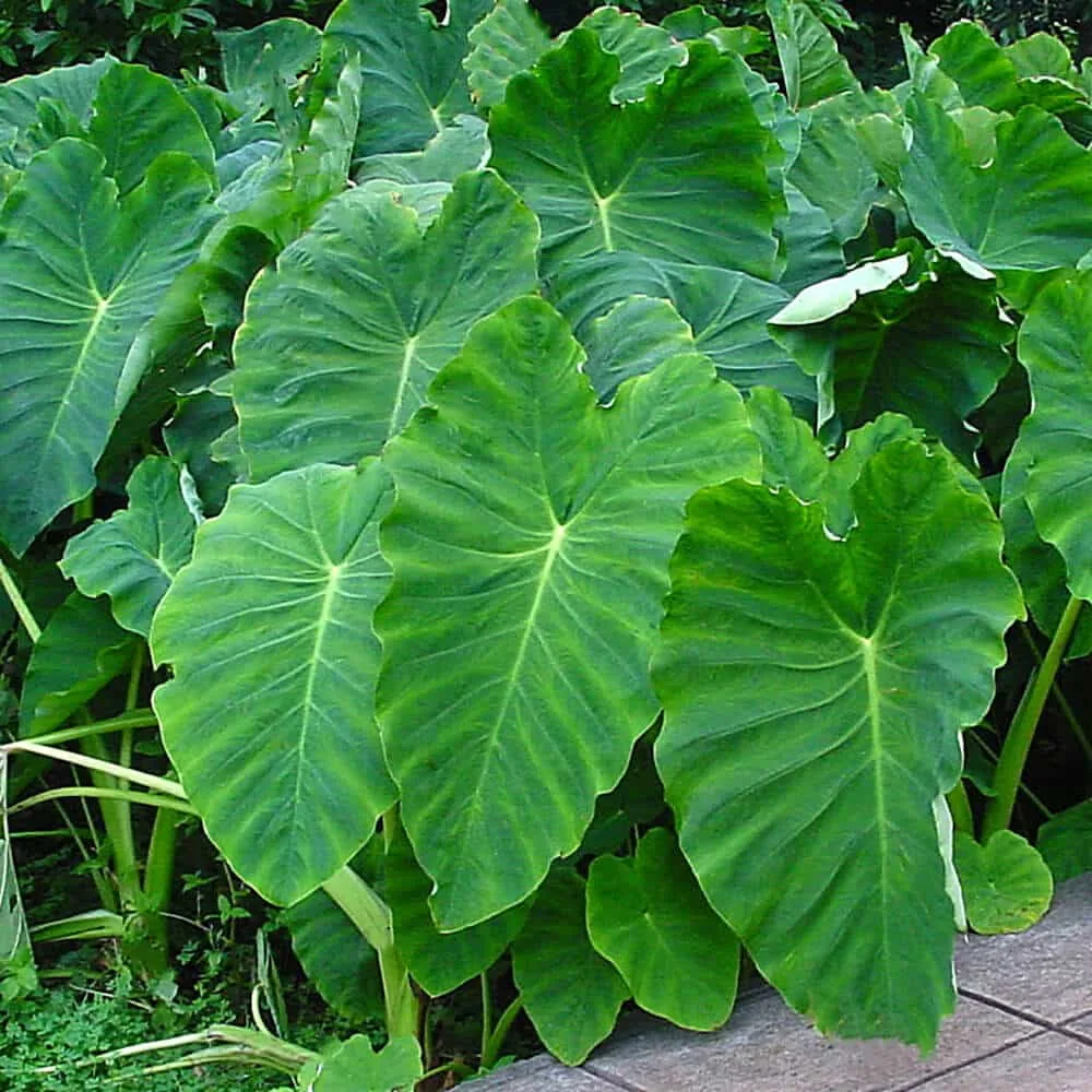 Taro