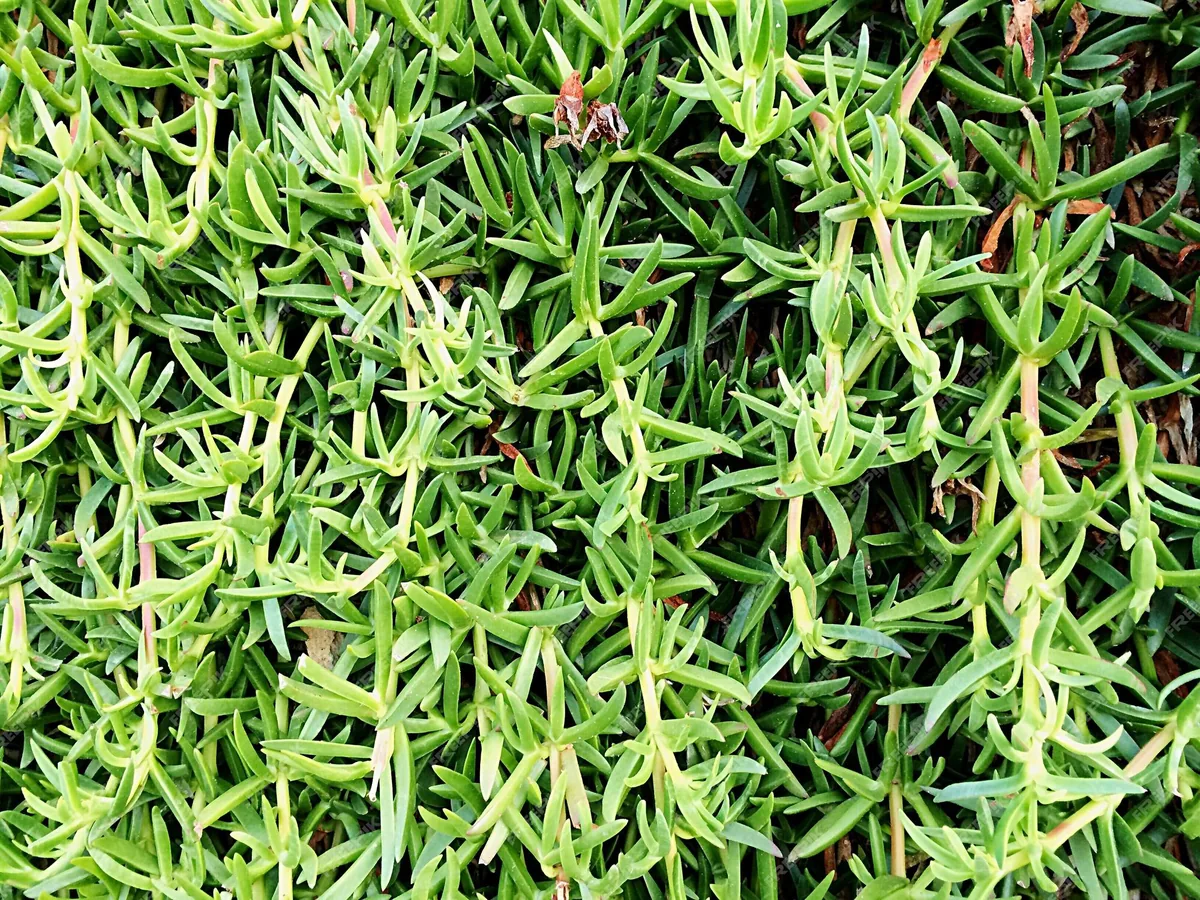Tarragon