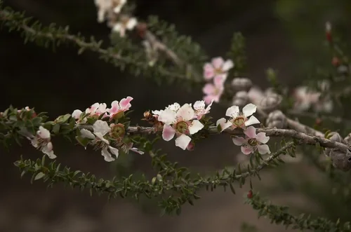 Tea Tree