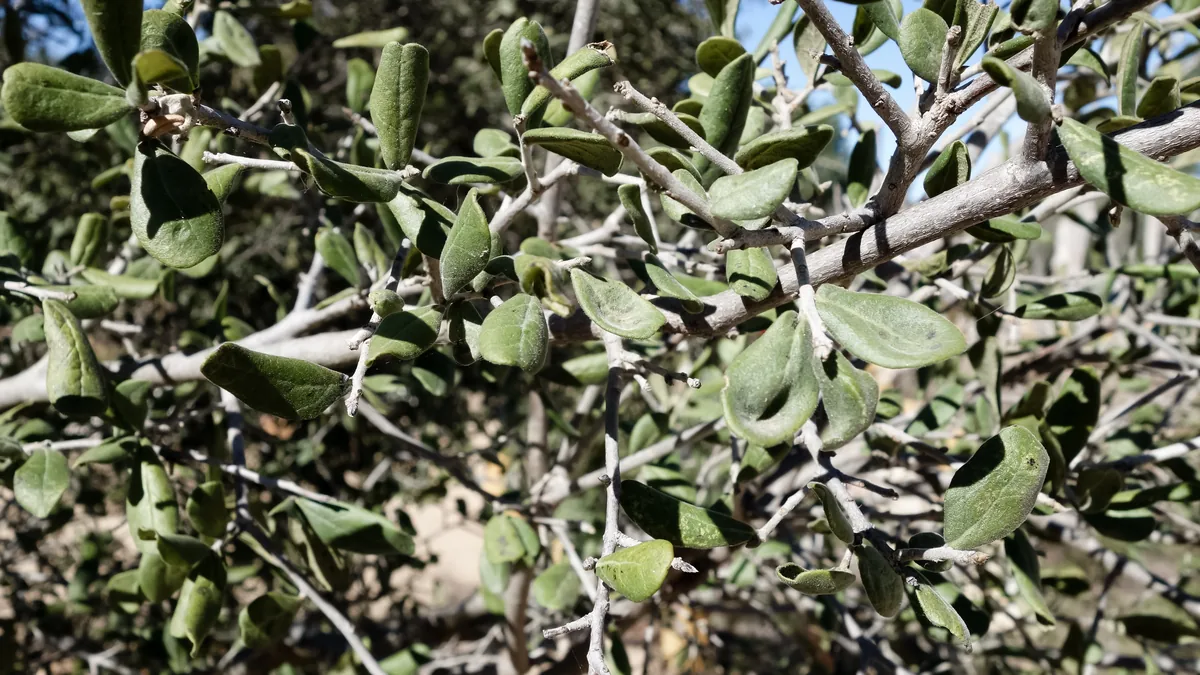 Texas Persimmon