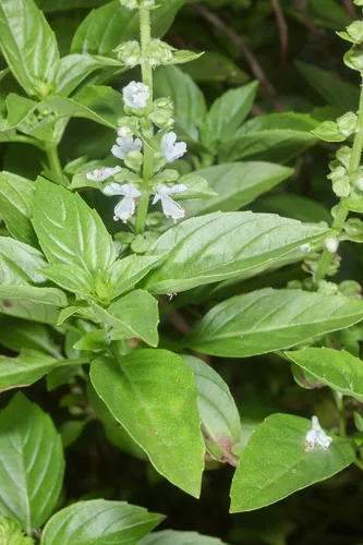 Thai Basil