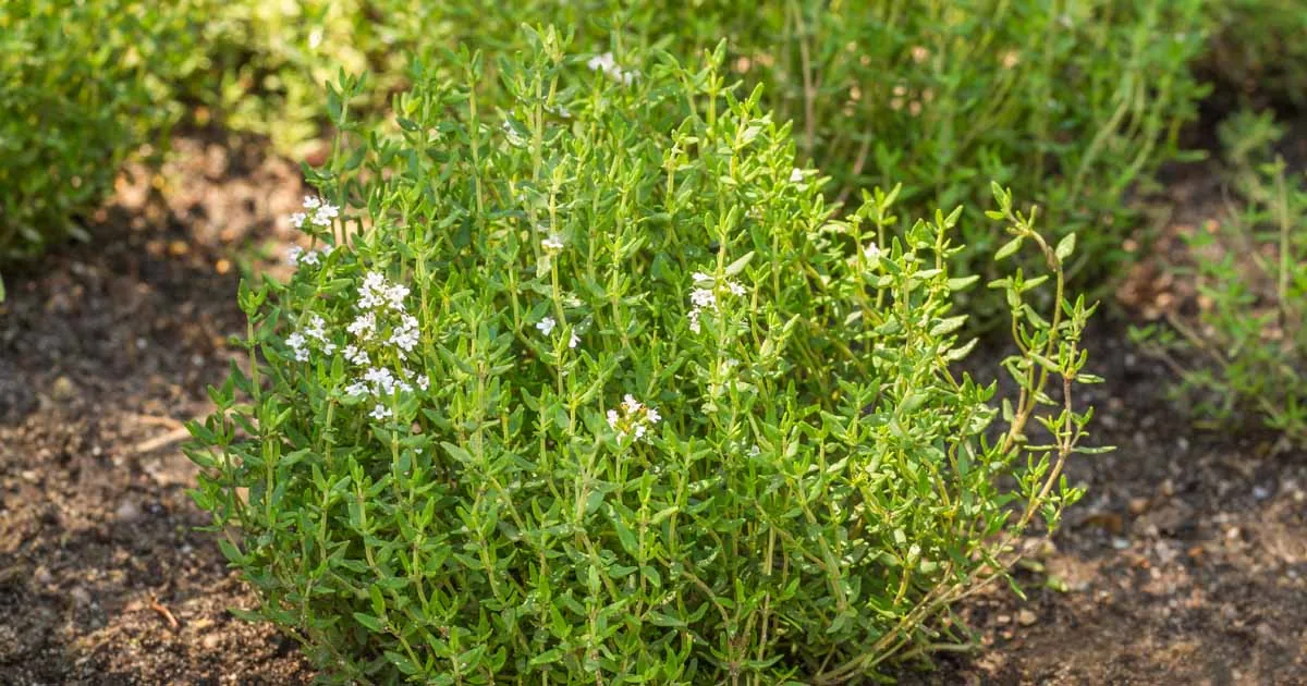 Thyme