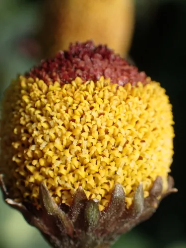 Toothache Plant
