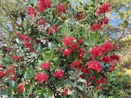 Toyon
