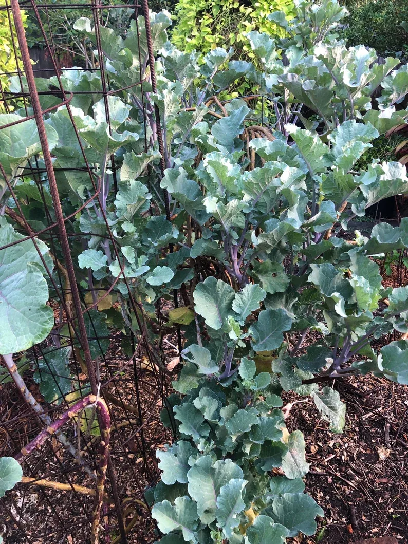 Tree Collard