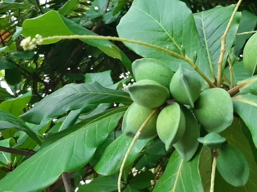 Tropical Almond