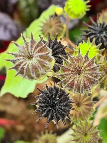 Velvetleaf