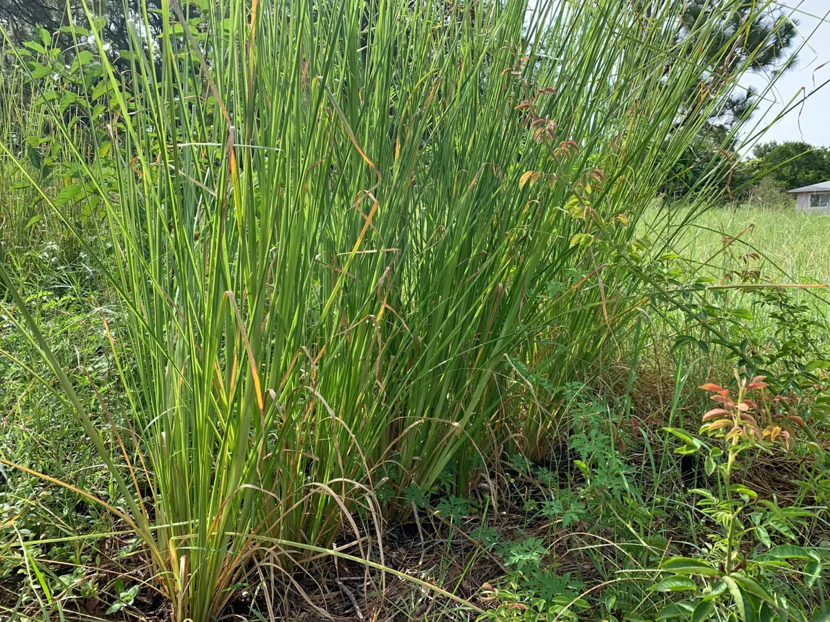 Vetiver Grass