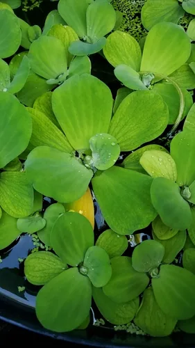 Water Lettuce