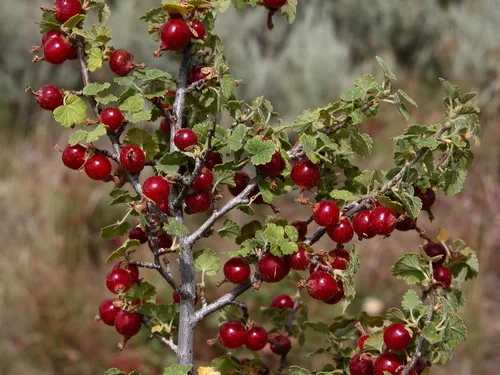 Wax Currant