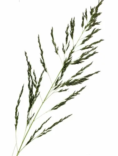 Weeping Lovegrass
