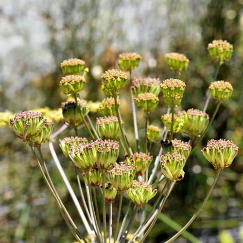 Wild Anise