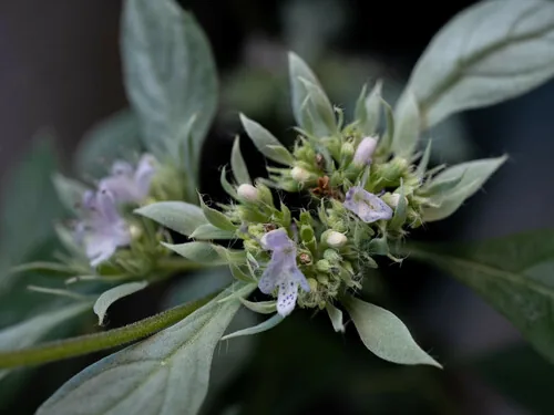 Wild Basil