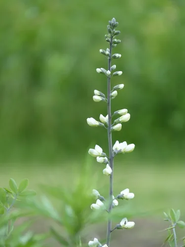 Wild Indigo