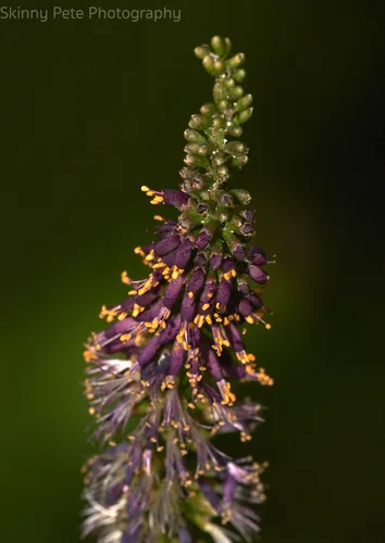Wild Indigo Bush